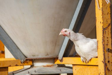 portre üzerinde serbestçe dolaşım yemyeşil bir yeşil padok döşeme tavuk