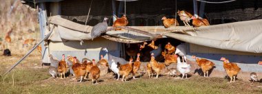 organik bir ıslah gür yeşil padok içinde serbestçe dolaşmak tavuk sürüsü