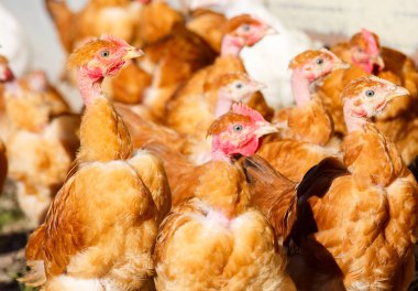 organik bir ıslah gür yeşil padok içinde serbestçe dolaşmak tavuk sürüsü