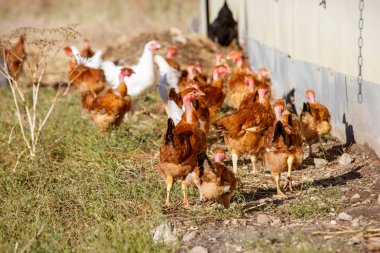 organik bir ıslah gür yeşil padok içinde serbestçe dolaşmak tavuk sürüsü