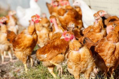 organik bir ıslah gür yeşil padok içinde serbestçe dolaşmak tavuk sürüsü