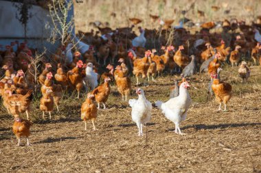 organik bir ıslah gür yeşil padok içinde serbestçe dolaşmak tavuk sürüsü