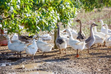 organik bir ıslah gür yeşil padok içinde serbestçe dolaşmak ördek sürüsü