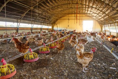 Organik tavuk kendi sığınak ıslahı