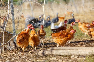 organik bir ıslah gür yeşil padok içinde serbestçe dolaşmak tavuk sürüsü