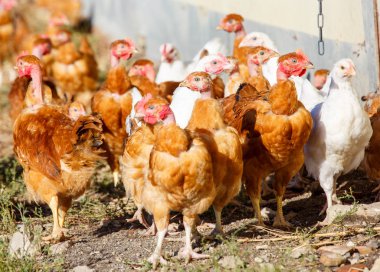 organik bir ıslah gür yeşil padok içinde serbestçe dolaşmak tavuk sürüsü
