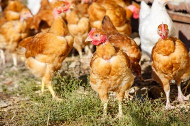 organik bir ıslah gür yeşil padok içinde serbestçe dolaşmak tavuk sürüsü