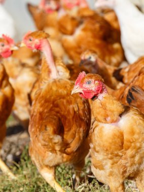 organik bir ıslah gür yeşil padok içinde serbestçe dolaşmak tavuk sürüsü