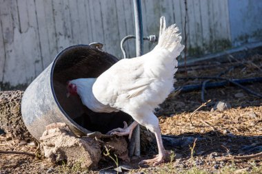 portre üzerinde serbestçe dolaşım yemyeşil bir yeşil padok döşeme tavuk