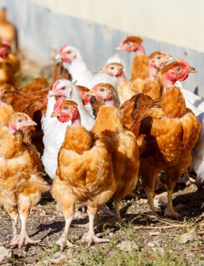 organik bir ıslah gür yeşil padok içinde serbestçe dolaşmak tavuk sürüsü