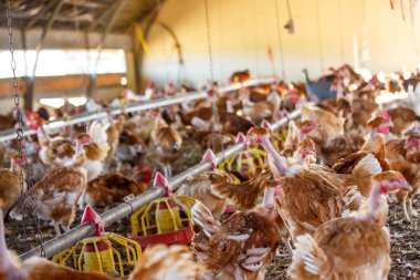 Organik tavuk kendi sığınak ıslahı