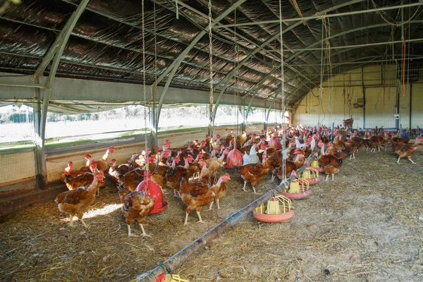 Organic capon chicken breeding in their shelters — Stock Photo, Image