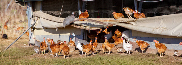 flock of chickens roam freely in a lush green paddock of an organic breeding