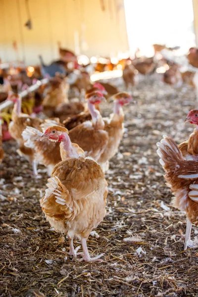 Crianza ecológica de pollos en sus refugios — Foto de Stock
