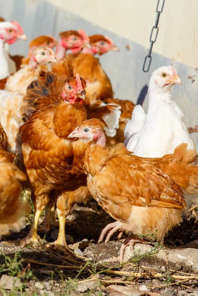 Bandada de pollos vagan libremente en un exuberante paddock verde de una cría orgánica — Foto de Stock