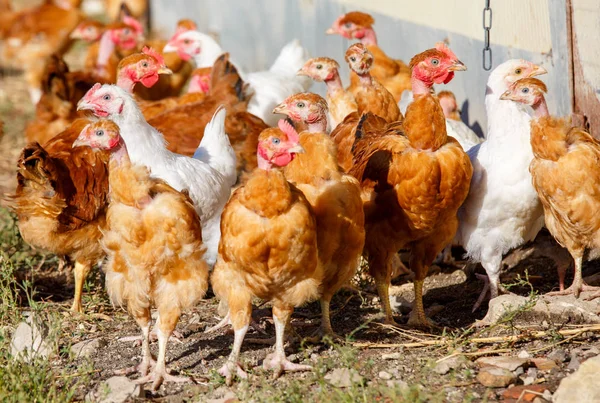 Bandada de pollos vagan libremente en un exuberante paddock verde de una cría orgánica — Foto de Stock