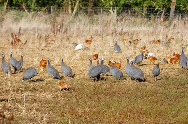 Flock of guinea fowl roaming freely in a lush green paddock of an organic breeding — Stock Photo, Image
