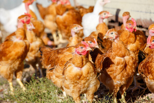 flock of chickens roam freely in a lush green paddock of an organic breeding