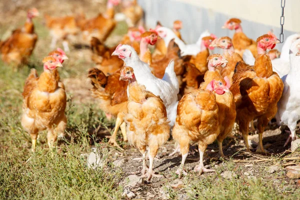 Bandada de pollos vagan libremente en un exuberante paddock verde de una cría orgánica — Foto de Stock
