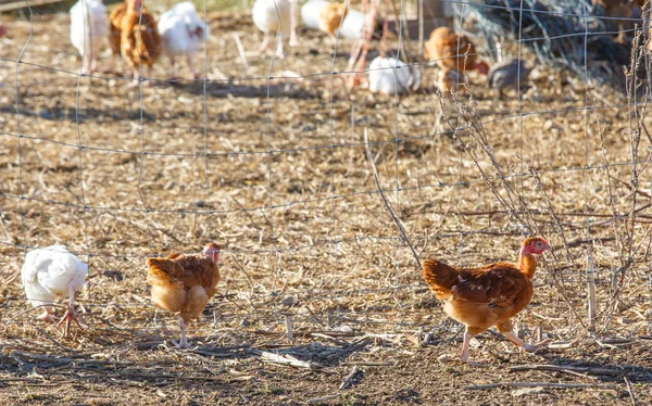 A csirkék barangol szabadon, a buja zöld paddock, egy szerves tenyésztési állomány — Stock Fotó