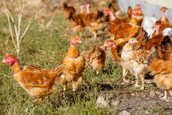 flock of chickens roam freely in a lush green paddock of an organic breeding