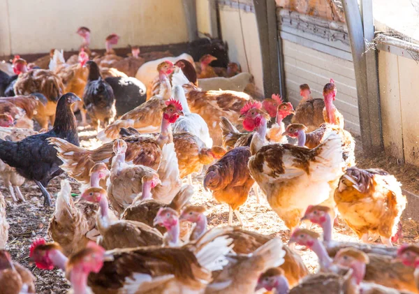 Organic chicken breeding in their shelters — Stock Photo, Image