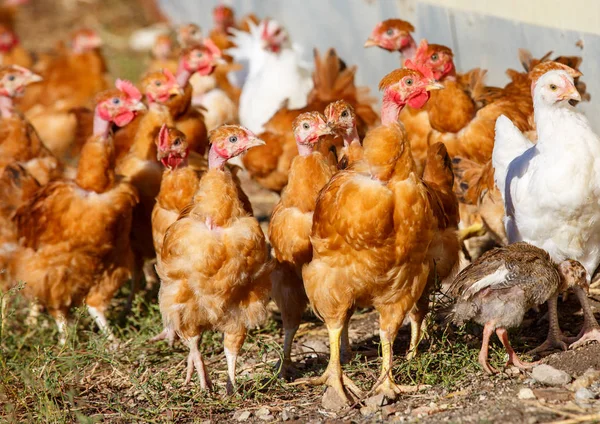 Flock of chickens roam freely in a lush green paddock of an organic breeding — Stock Photo, Image