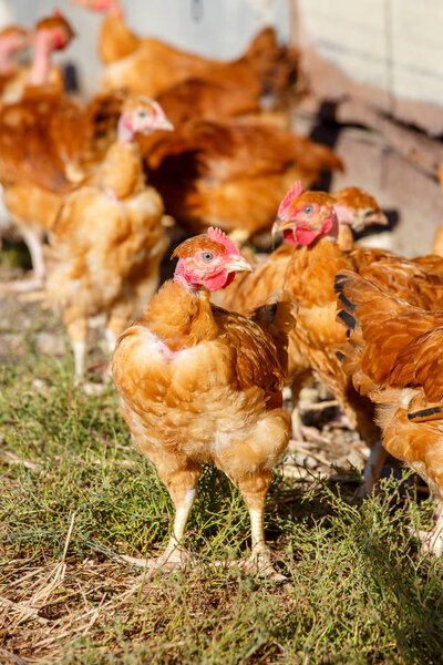 flock of chickens roam freely in a lush green paddock of an organic breeding