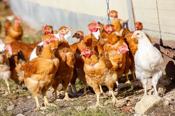 flock of chickens roam freely in a lush green paddock of an organic breeding