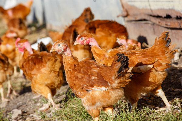 flock of chickens roam freely in a lush green paddock of an organic breeding