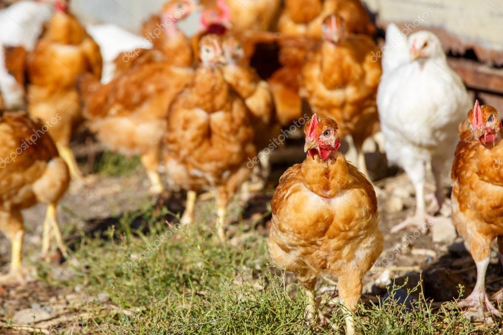 Flock of chickens roam freely in a lush green paddock of an organic