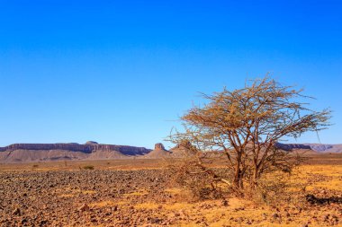 Akasya ağacı ön planda olan güzel Fas dağ manzarası