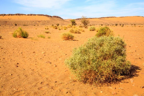 Bela paisagem montanhosa marroquina com acácia em primeiro plano — Fotografia de Stock