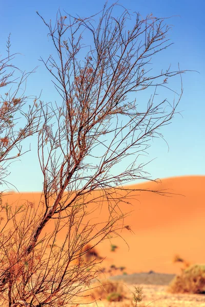 Mooie Marokkaanse berglandschap met droge struiken in foregro — Stockfoto