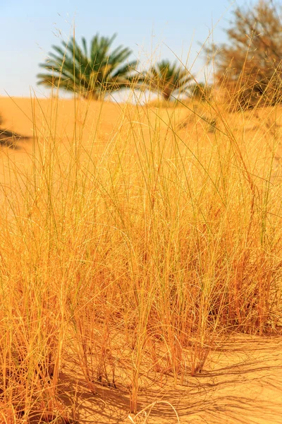 Beautiful Moroccan Mountain landscape with dry shrubs in foregro — Stock Photo, Image