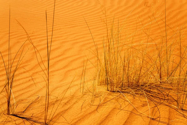 Close-up em arbustos secos no deserto — Fotografia de Stock