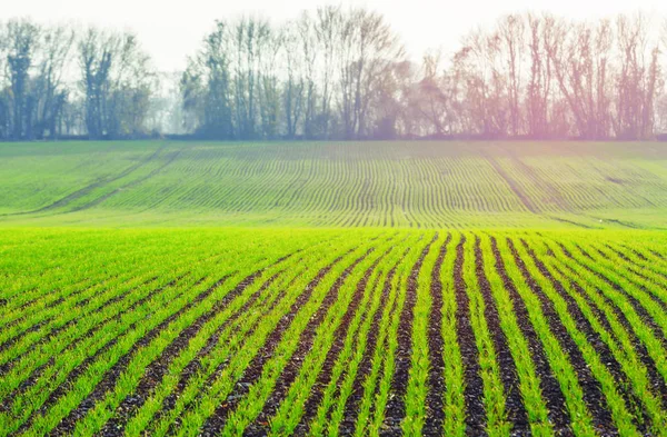 Зеленые побеги пшеницы на фермерском поле весной. сельскохозяйственная ба — стоковое фото