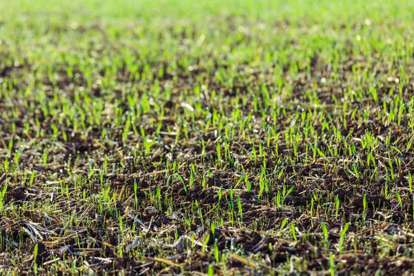 Grüne Triebe Von Weizen Auf Dem Feld Des Bauern Frühjahr — Stockfoto