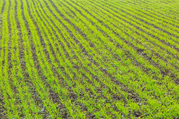 Brotes verdes de trigo en el campo de agricultores en primavera. antecedentes agrícolas —  Fotos de Stock