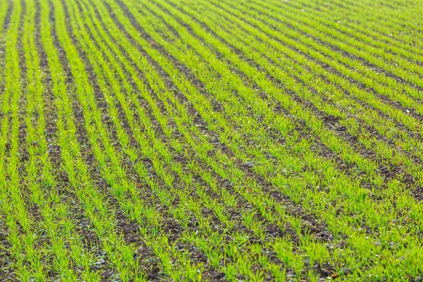 Green shoots of wheat on farmer field in spring. agricultural background — Stock Photo, Image