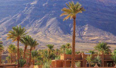 Güzel Fas palm grove manzara çöl