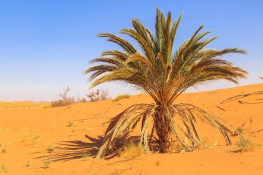 Güzel Fas dağ manzarası ile oasis çölde