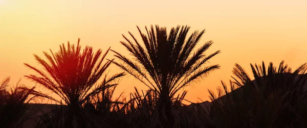 Krásný panoramatický oranžový západ slunce mezi palmami v Maroku — Stock fotografie
