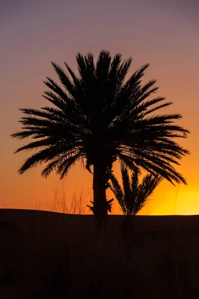 Belo pôr do sol laranja entre palmeiras em morocco — Fotografia de Stock