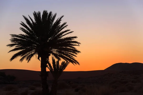 Belo pôr do sol laranja entre palmeiras em morocco — Fotografia de Stock