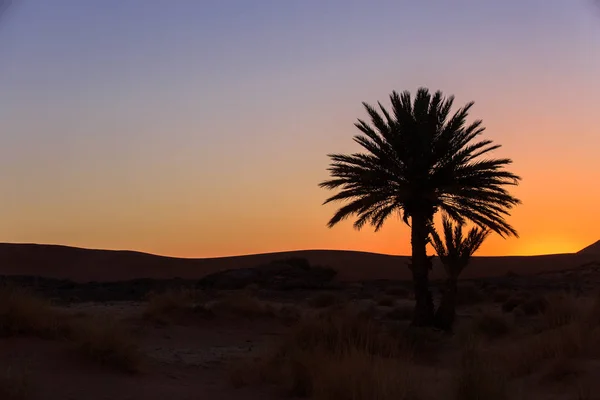 美丽的橙色日落在摩洛哥棵棕榈树之间 — 图库照片