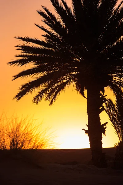 Belo pôr do sol laranja entre palmeiras em morocco — Fotografia de Stock