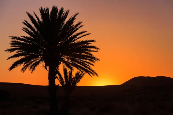 Belo pôr do sol laranja entre palmeiras em morocco — Fotografia de Stock