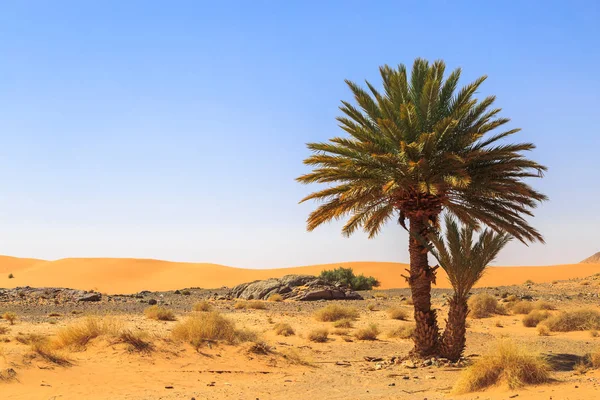 Όμορφη Μαρόκου ορεινό τοπίο στην έρημο με όαση — Φωτογραφία Αρχείου