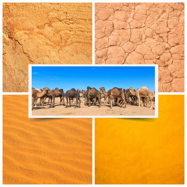 Composizione che mostra i dettagli del deserto marocchino — Foto Stock